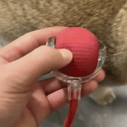 Observa cómo tu gato descubre una nueva forma de perseguir, explorar y jugar dentro de casa.
