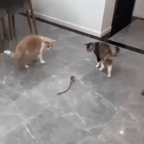Déjala moverse libremente mientras sus cambios de dirección despiertan la curiosidad de tu mascota.